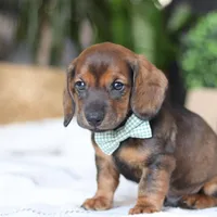 Bratwurst, a male Miniature Dachshund for sale in Dundee, OH – Photo 5 of 8