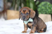 Bratwurst, a male Miniature Dachshund for sale in Dundee, OH – Photo 5 of 8
