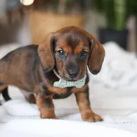 Bratwurst, a male Miniature Dachshund for sale in Dundee, OH – Photo 4 of 8