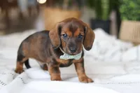 Bratwurst, a male Miniature Dachshund for sale in Dundee, OH – Photo 4 of 8