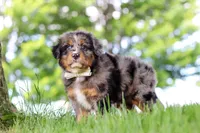 Bumblebee, a male Miniature Bernedoodle for sale in Dundee, OH – 7 of 7