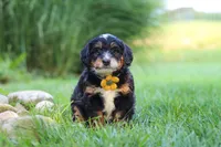 Airhead, a male Miniature Bernedoodle for sale in Dundee, OH – 5 of 5
