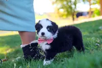 Ricochet, a male Miniature Australian Shepherd for sale in Dundee, OH – 5 of 6