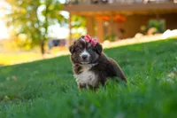 Jinx, a female Miniature Australian Shepherd for sale in Dundee, OH – 3 of 6