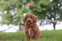 Merlin, a male Miniature Goldendoodle for sale in Dundee, OH – 6 of 6