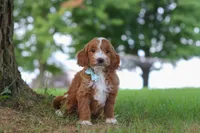 Casper, a male Miniature Goldendoodle for sale in Dundee, OH – 4 of 6
