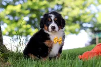 Beetle Boy, a male Miniature Bernedoodle for sale in Dundee, OH – 4 of 6