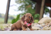 Otto, a male Miniature Dachshund for sale in Dundee, OH – 3 of 6