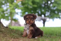 Nougat, a male Yorkipoo for sale in Dundee, OH – 5 of 7