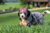 Starfire, a female Miniature Bernedoodle for sale in Dundee, OH – 3 of 5