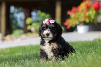 Nova, a female Miniature Bernedoodle for sale in Dundee, OH – 4 of 5