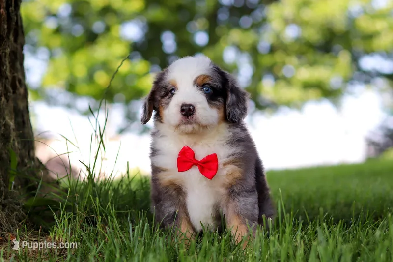 Dragonfly – Miniature Bernedoodle puppy for sale in Dundee, OH