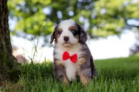Dragonfly, a male Miniature Bernedoodle for sale in Dundee, OH – 1 of 4