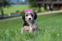 Starfire, a female Miniature Bernedoodle for sale in Dundee, OH – 4 of 5