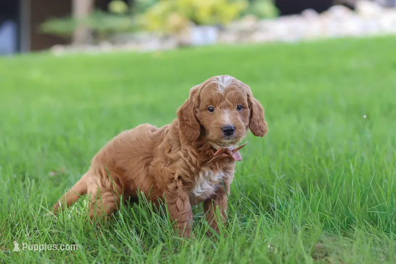 Merlin – Miniature Goldendoodle puppy for sale in Dundee, OH