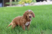 Merlin, a male Miniature Goldendoodle for sale in Dundee, OH – 1 of 6