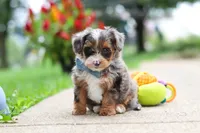 Rave, a male Yorkipoo for sale in Dundee, OH – 2 of 7