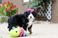 Lemonade, a female Miniature Bernedoodle for sale in Dundee, OH – 9 of 9