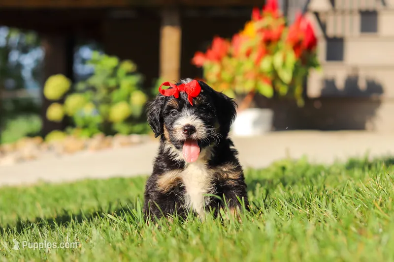 Moonstone – Miniature Bernedoodle puppy for sale in Dundee, OH