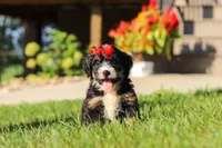 Moonstone, a female Miniature Bernedoodle for sale in Dundee, OH – 1 of 7