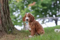 Casper, a male Miniature Goldendoodle for sale in Dundee, OH – 6 of 6