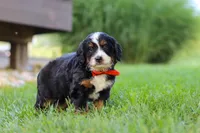 Fireball, a male Miniature Bernedoodle for sale in Dundee, OH – 3 of 5