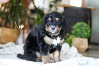 Jig, a male Bernedoodle for sale in Dundee, OH – Photo 6 of 8
