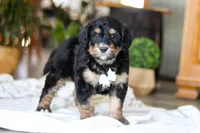 Jig, a male Bernedoodle for sale in Dundee, OH – Photo 3 of 8