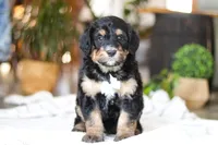 Jig, a male Bernedoodle for sale in Dundee, OH – Photo 1 of 8