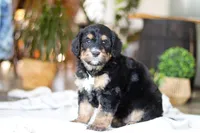 Jig, a male Bernedoodle for sale in Dundee, OH – Photo 2 of 8