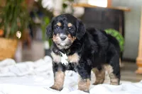 Jig, a male Bernedoodle for sale in Dundee, OH – Photo 4 of 8