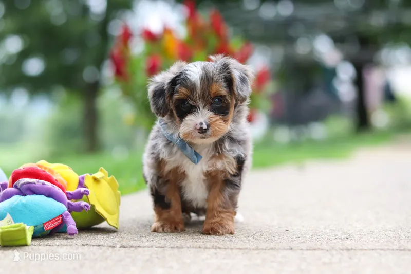 Rave – Yorkipoo puppy for sale in Dundee, OH