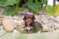 Bon Bon, a female Yorkipoo for sale in Dundee, OH – 6 of 8