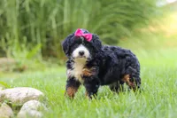 Spree, a female Miniature Bernedoodle for sale in Dundee, OH – 3 of 5