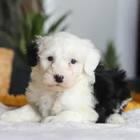 Carrot, a female Sheepadoodle for sale in Dundee, OH – Photo 4 of 8