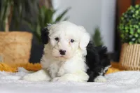 Carrot, a female Sheepadoodle for sale in Dundee, OH – Photo 4 of 8