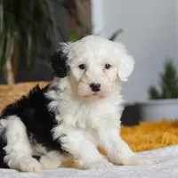 Carrot, a female Sheepadoodle for sale in Dundee, OH – Photo 8 of 8