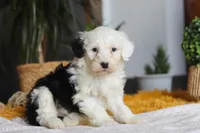 Carrot, a female Sheepadoodle for sale in Dundee, OH – Photo 8 of 8