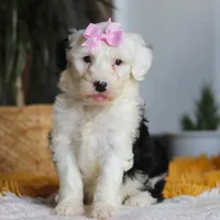 Carrot, a female Sheepadoodle for sale in Dundee, OH – Photo 3 of 8