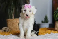 Carrot, a female Sheepadoodle for sale in Dundee, OH – Photo 3 of 8