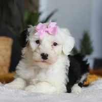 Carrot, a female Sheepadoodle for sale in Dundee, OH – Photo 5 of 8