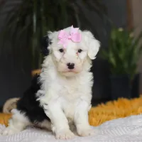 Carrot, a female Sheepadoodle for sale in Dundee, OH – Photo 6 of 8