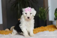 Carrot, a female Sheepadoodle for sale in Dundee, OH – Photo 6 of 8