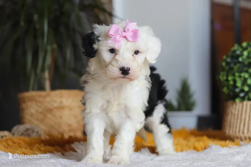 Carrot, a female Sheepadoodle for sale in Dundee, OH – Photo 1 of 8