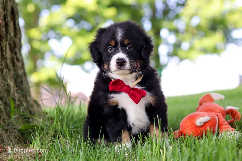 Grasshopper – Miniature Bernedoodle puppy for sale in Dundee, OH