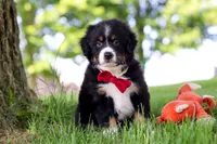 Grasshopper, a male Miniature Bernedoodle for sale in Dundee, OH – 1 of 4