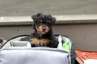 Riot, a female Yorkipoo for sale in Dundee, OH – 6 of 7