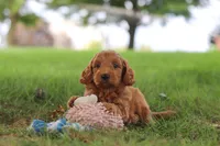 Scrappy, a male Miniature Goldendoodle for sale in Dundee, OH – 4 of 6
