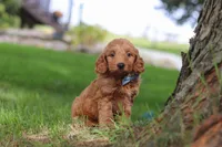 Scrappy, a male Miniature Goldendoodle for sale in Dundee, OH – 5 of 6