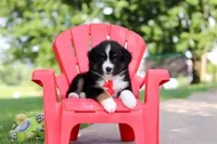 Roamer, a male Miniature Australian Shepherd for sale in Dundee, OH – 7 of 10